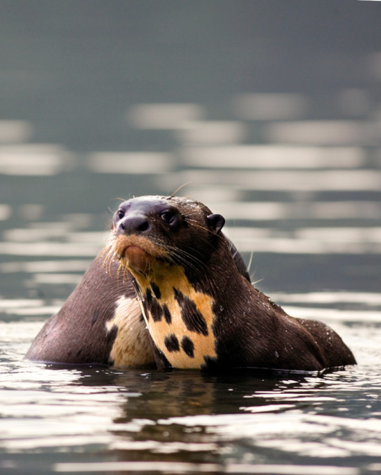 otter safari watching in pantanal